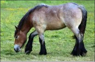 De quelle robe est ce cheval ?