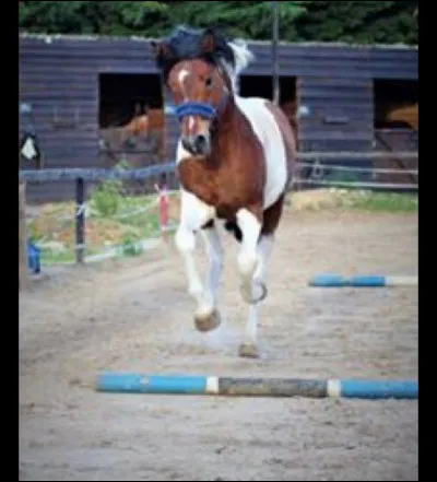 Est-ce un double poney sur la photo ?