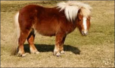 Est-ce un poney sur la photo ?