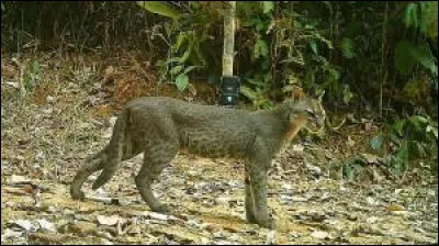 Localisation : à vous de voir, ce chat est très rare et pratiquement inconnu des scientifiques !