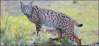 Localisation : Europe du Sud !