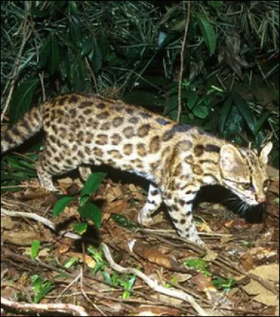 Il vient à peine d'être découvert, il n'a même pas encore de nom populaire, localisation : Amérique du Sud !