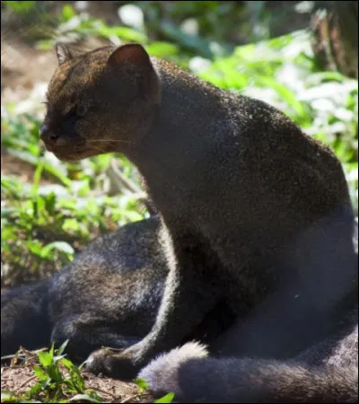 Localisation : Amérique du Sud et Centrale !
