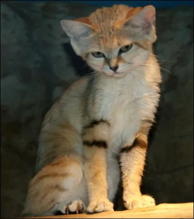 Localisation : Afrique et Asie !