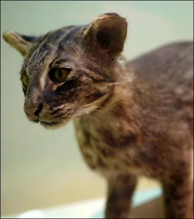 Localisation : Asie, endémique d'une île !