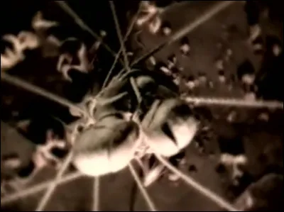 Complétez les paroles de ce vers du deuxième couplet : 
"Avant que l'on s'attache 
 Avant que l'on se ..."