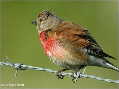 Quel est cet oiseau ?