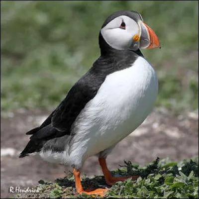 Quel est cet oiseau ?