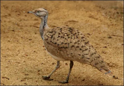 Quel est cet oiseau ?