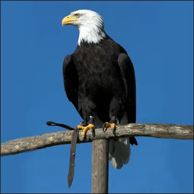 Quel est cet oiseau ?