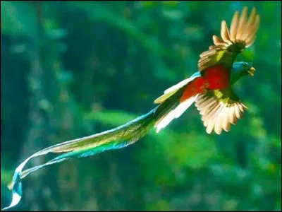 Quel est cet oiseau ?