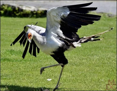 Que est cet oiseau ?
