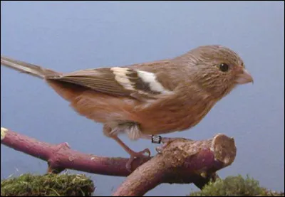 Quel est cet oiseau ?