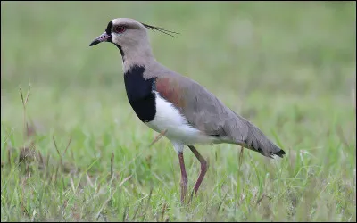 Quel est cet oiseau ?