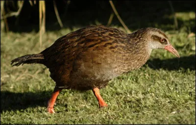 Quel est cet oiseau ?