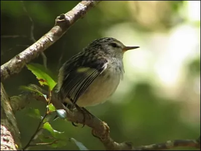 Quel est cet oiseau ?