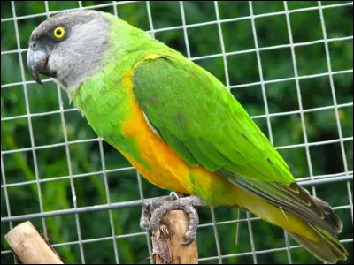 Quel est cet oiseau ?