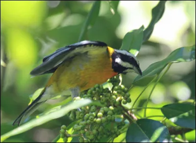 Quel est cet oiseau ?