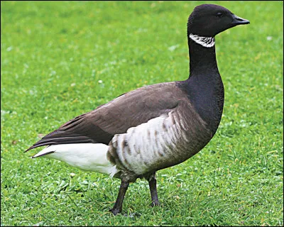 Quel est cet oiseau ?