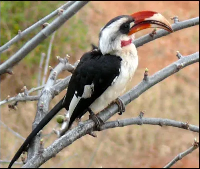 Quel est cet oiseau ?
