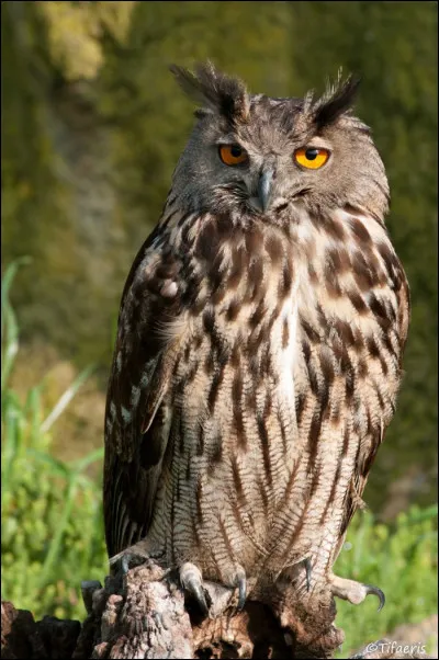 Quel est cet oiseau ?