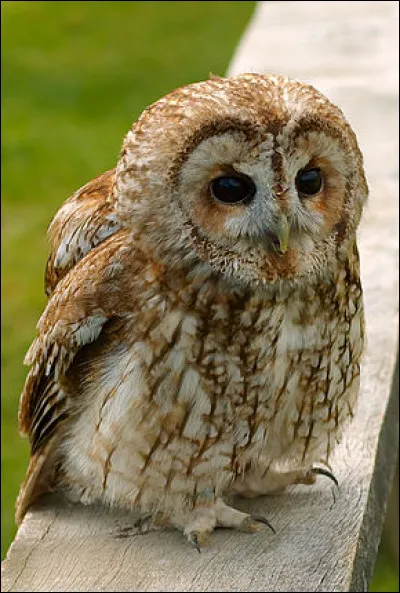 Quel est cet oiseau ?