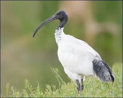 Quel est cet oiseau ?