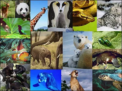 Ton animal préféré est...
