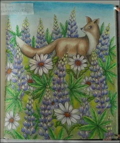 Quelle fleur qui se décline en de multiples couleurs est de la famille des Fabaceae ?