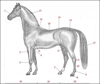 Nommez la partie 20.
