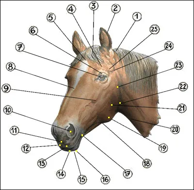 Quel est le nom du numéro 9 ?