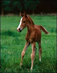 Quelle est cette race ?