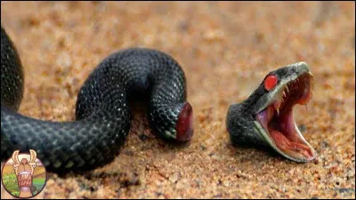 Qui a tu&eacute; le dernier horcruxe, Nagini le serpent de Voldemort ?