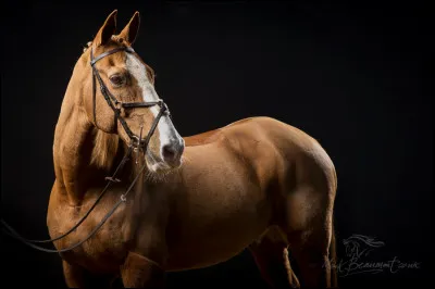 Le squelette du cheval est tenu en place grâce à un système de...