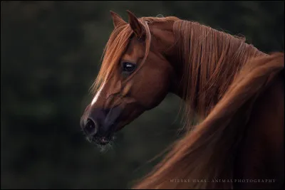 Les os sont classés en trois "familles", lequel des choix n'en fait pas partie ?