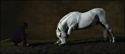 Quel cheval a une vertèbre lombaire de moins que toutes les autres races de chevaux au monde ?