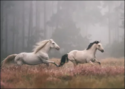Le cheval a...