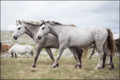 Les muscles sont des ensembles de...