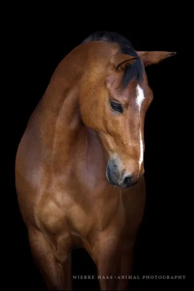 Le cheval ne possède pas de...