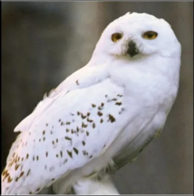 Comment s'appelle la chouette de Harry Potter ?