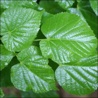 Cherchez le bon arbre, surnommé parfois "l'arbre sorcier" !