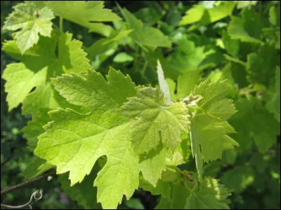 Que sont ces feuilles parfois nommées dolmas ?