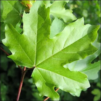 Et on termine avec cette magnifique feuille...