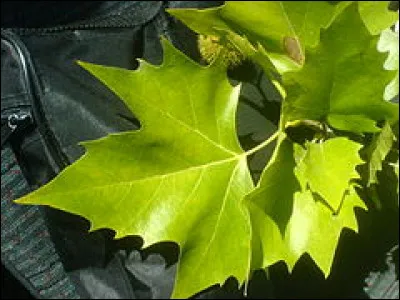 Remettez celles-ci sur leur arbre !