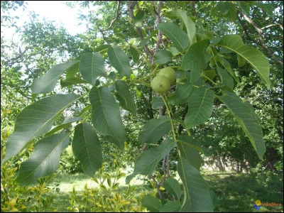 À quel arbre appartiennent celles-là, connues en phytothérapie pour leurs propriétés astringeantes ?