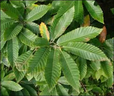 Que sont ces feuilles qui cachent des trésors de la nature ?