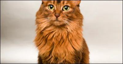 Quelle race de chat apercevons-nous ici ?