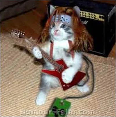 Quel style de musique conviendrait le mieux à ce chat ?