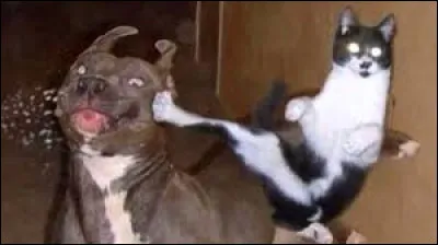 À qui ce chat donne-t-il un coup ?