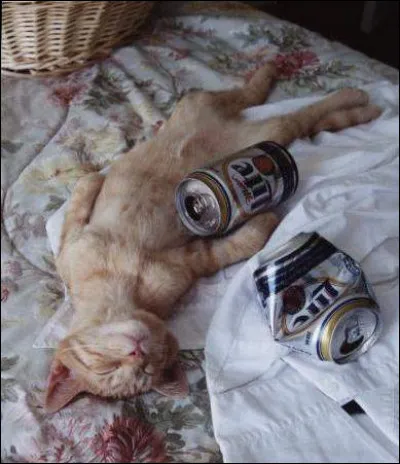 Oh non ! Ce chat a trop :